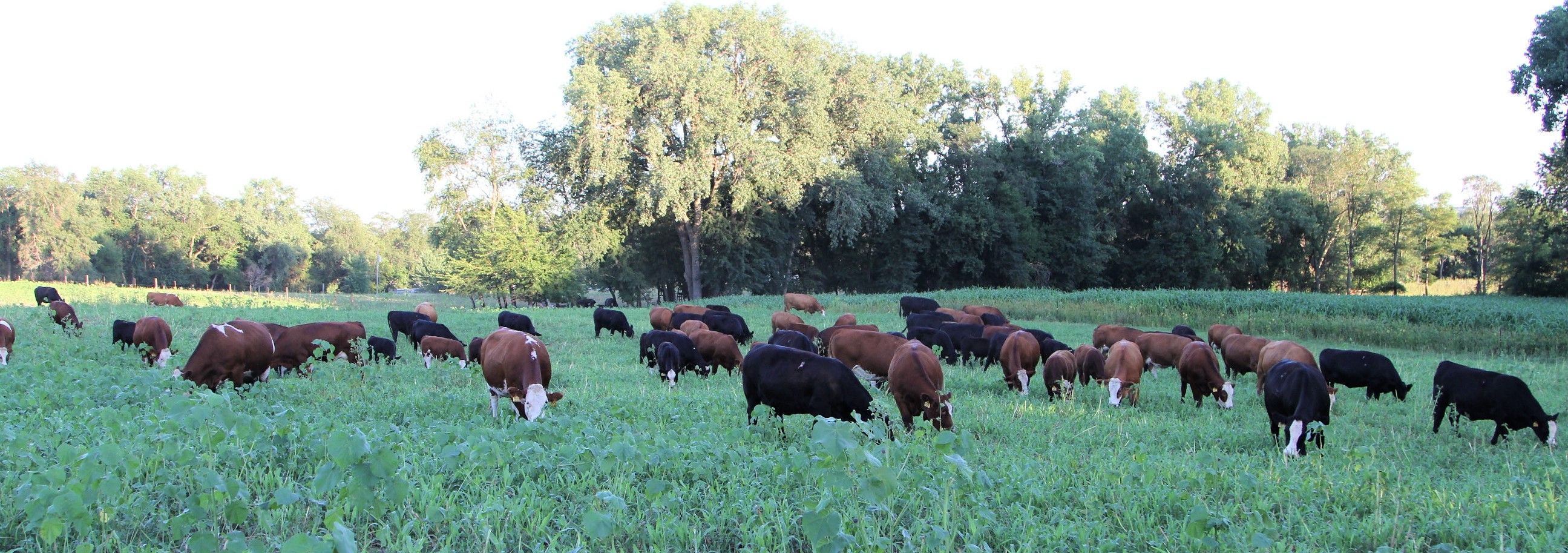 Listing Photo: IMG_1026 (1)